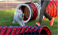 Hund tränar agility