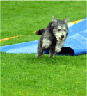 Hund som tränar agility